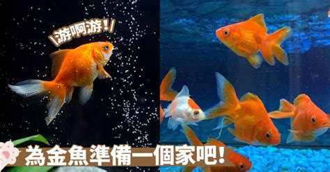 養金魚注意事項|如何讓金魚愛上牠的家？金魚飼養解答來囉～基本知識。